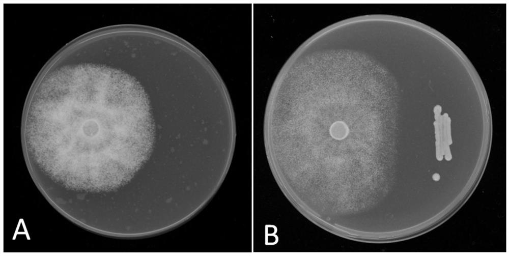 A strain of Burkholderia cepacia and its application in the control of litchi frost blight and litchi anthracnose