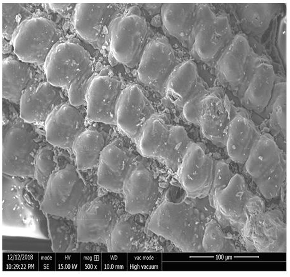 A kind of preparation method and application of biomass activated semi-coke catalyst