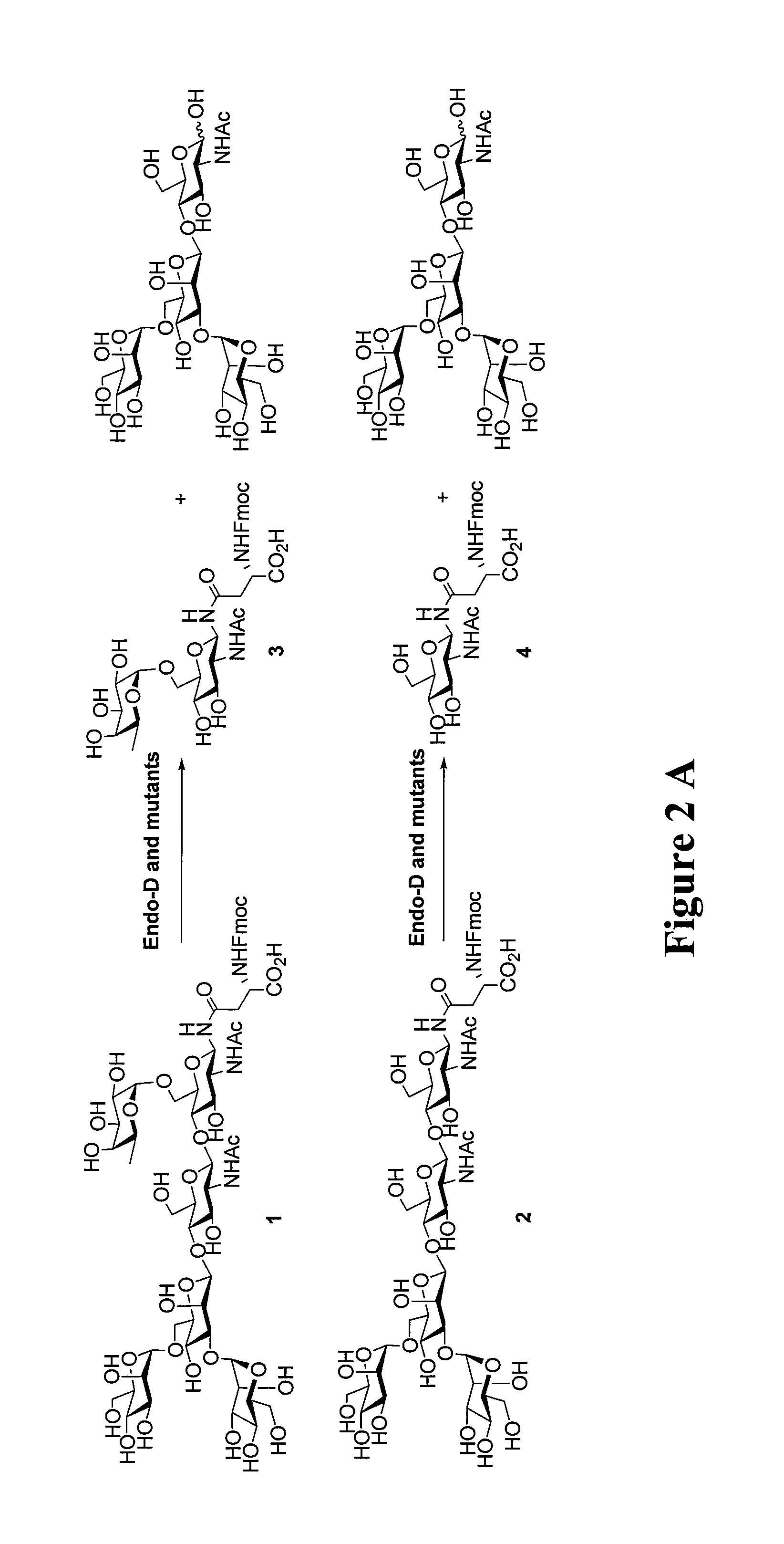 Transglycosylation activity of glycosynthase mutants of an endo-beta-N-acetylglucosaminidase (endo-D) from streptococcus pneumoniae