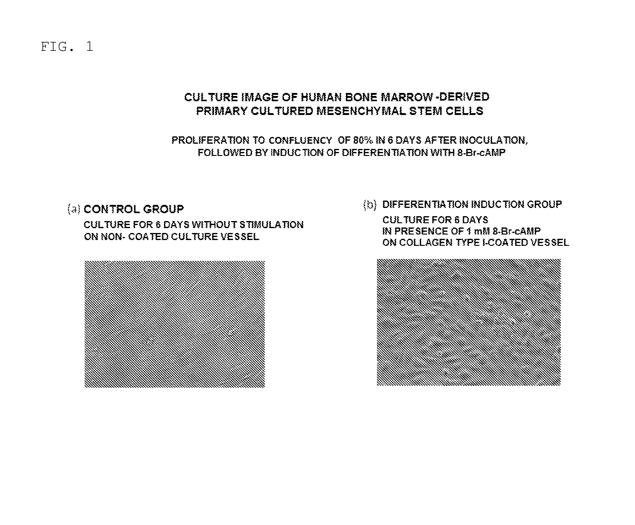 Method For Creating Endometriotic Cells And Endometriosis Model Animal