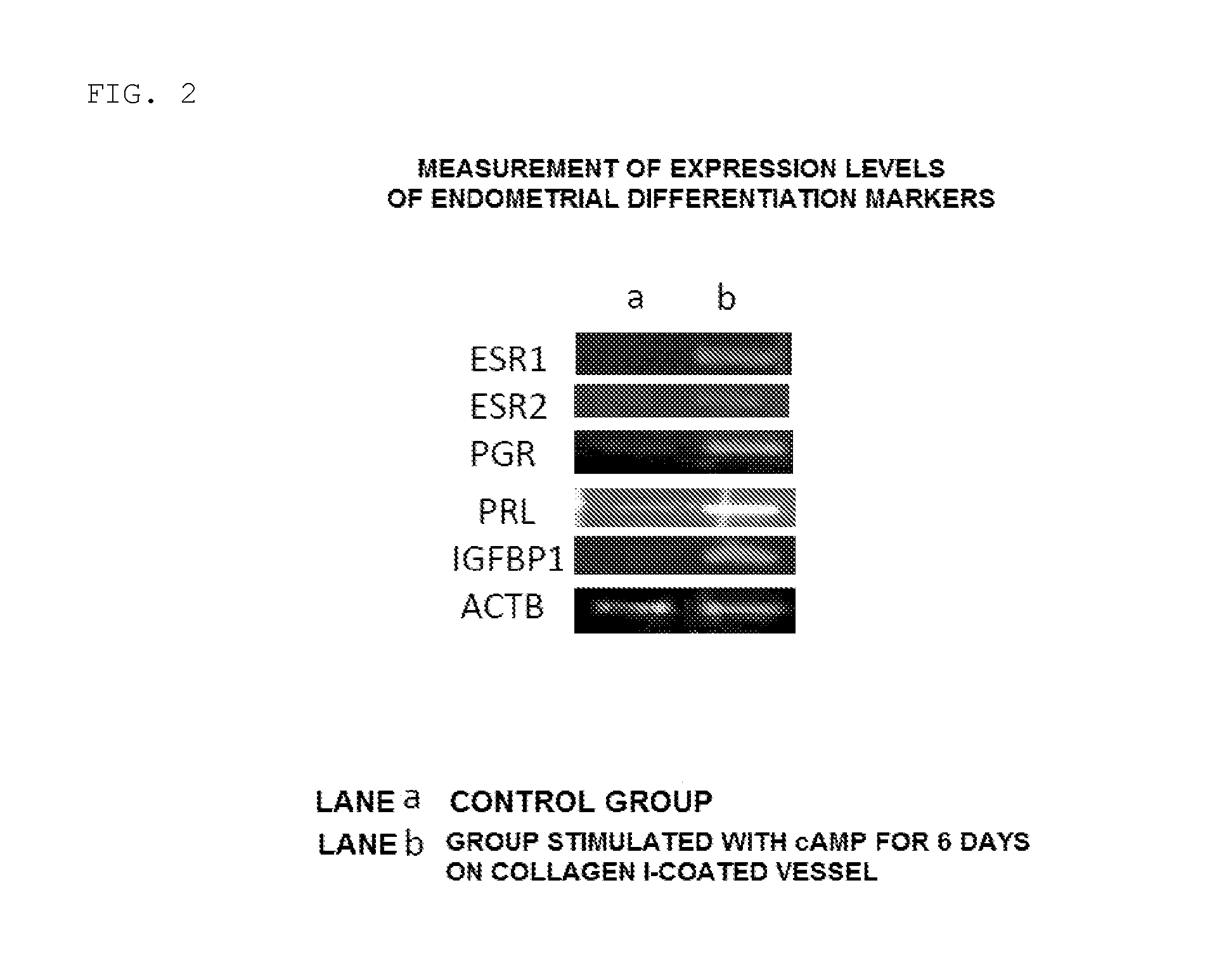 Method For Creating Endometriotic Cells And Endometriosis Model Animal