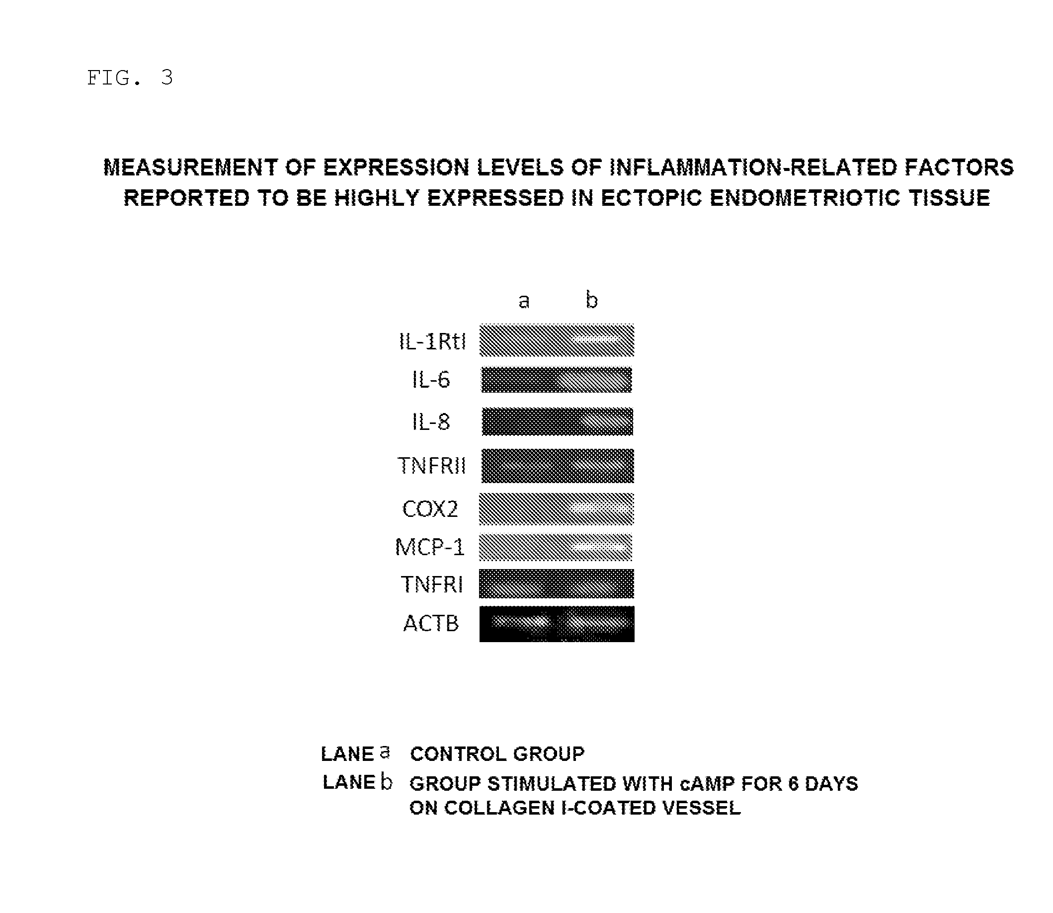 Method For Creating Endometriotic Cells And Endometriosis Model Animal