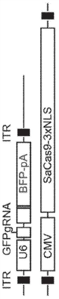 In vivo homology directed repair in heart, skeletal muscle, and muscle stem cells