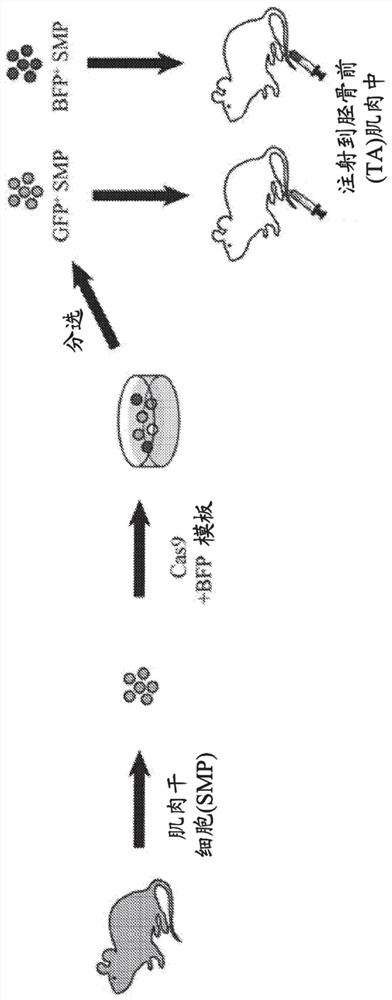 In vivo homology directed repair in heart, skeletal muscle, and muscle stem cells