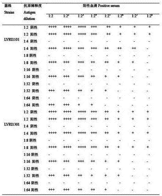 A kind of Enterococcus faecium indirect hemagglutination detection kit and its application