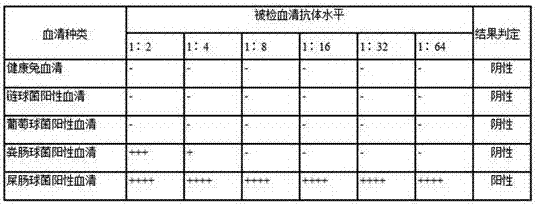 A kind of Enterococcus faecium indirect hemagglutination detection kit and its application