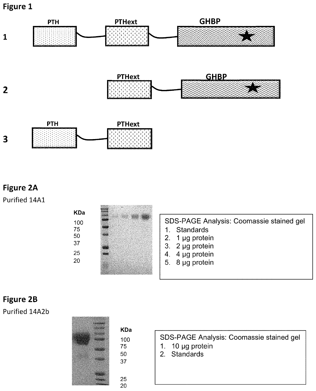 Parathyroid hormone fusion polypeptide