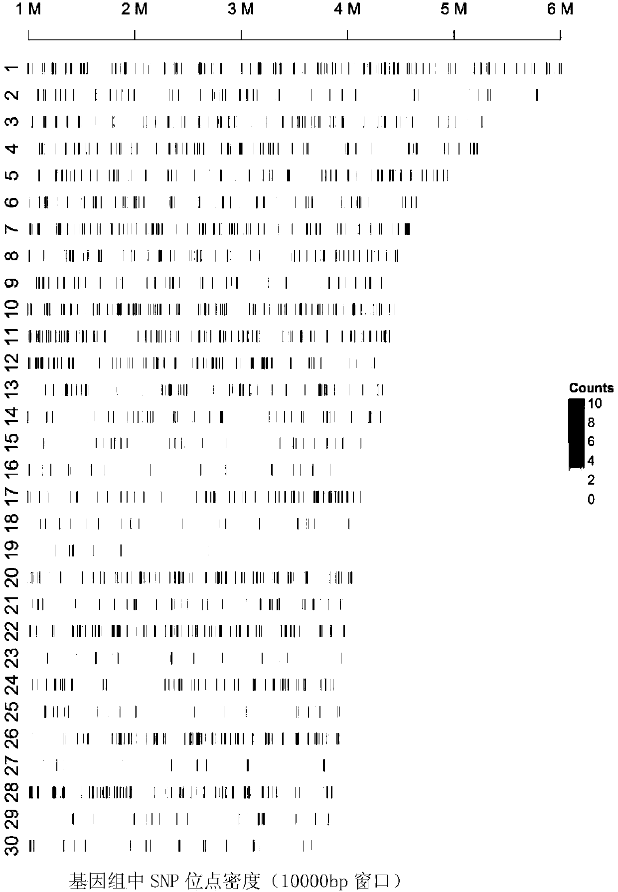 Simplified gene sequencing method of Peking duck based on gbs technology