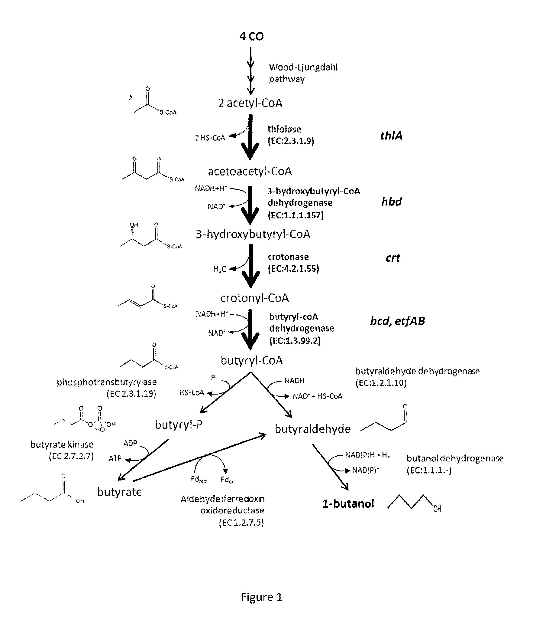 Recombinant microorganism and methods of production thereof