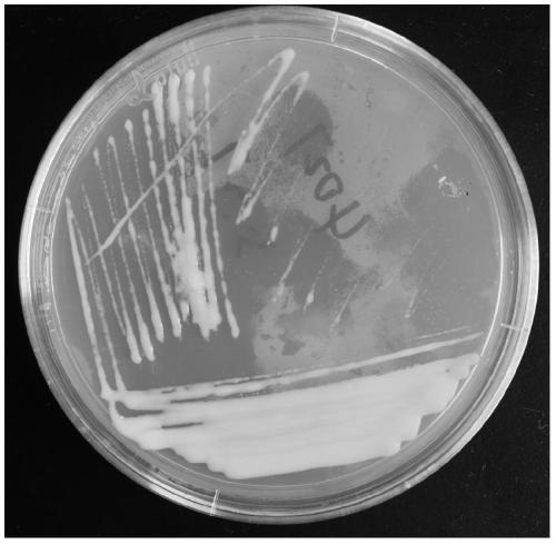 A kind of rhizobia and its application