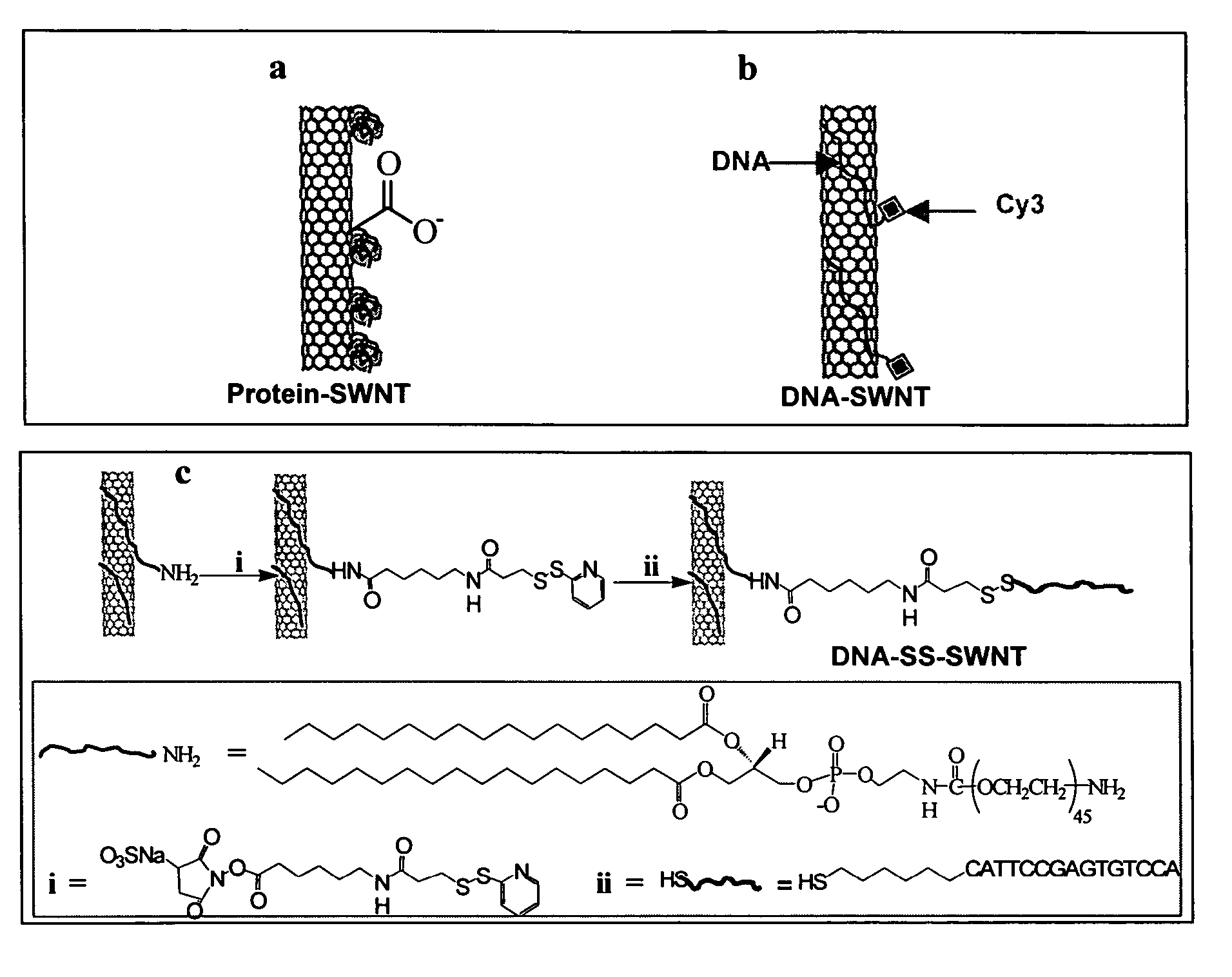 Hydrophobic nanotubes and nanoparticles as transporters for the delivery of drugs into cells