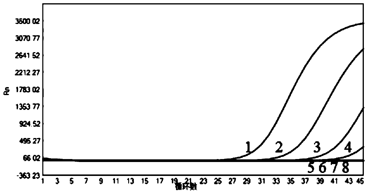 Mycobacterium tuberculosis complex rapid detection kit and preparation method thereof