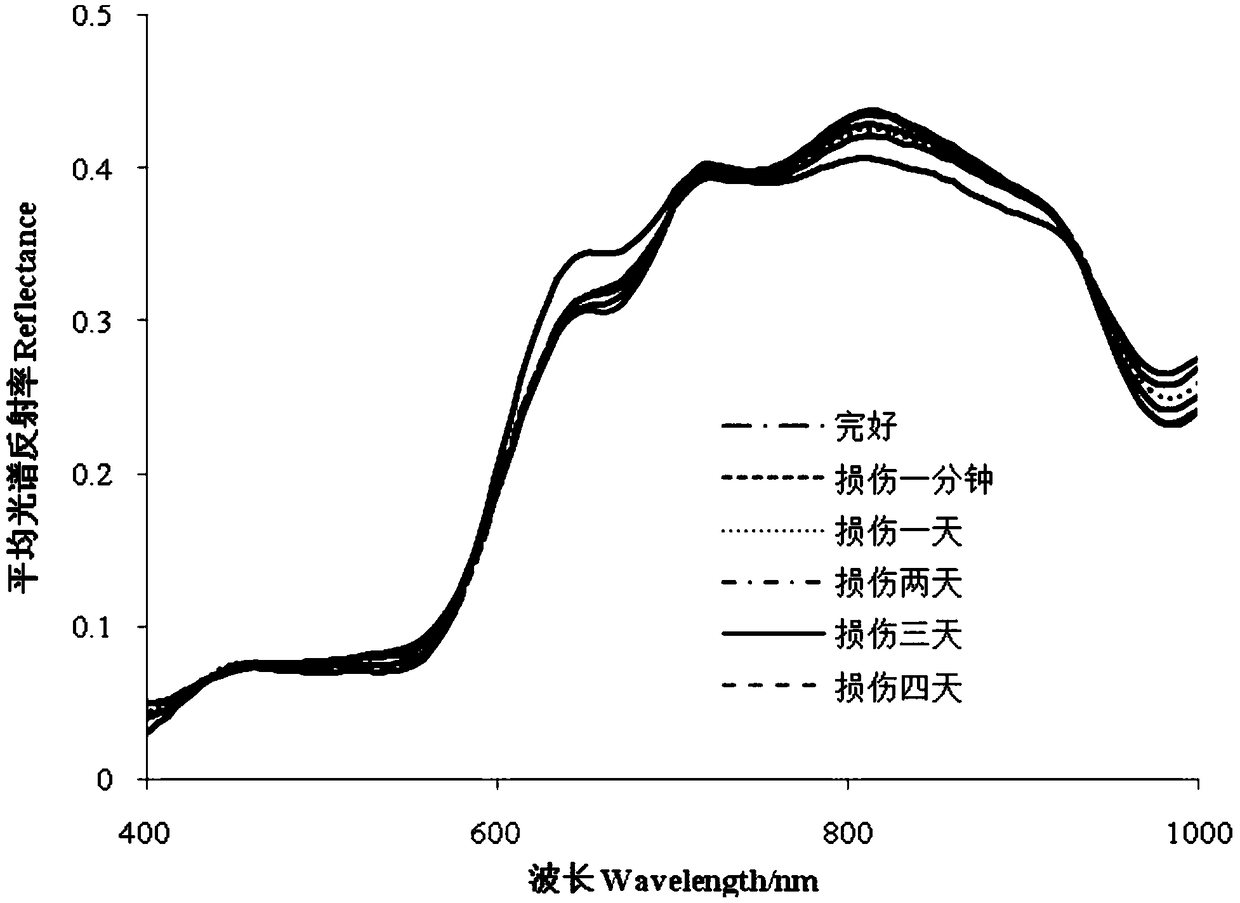 MSC-CFS-ICA-based apple slight damage hyperspectral detection method