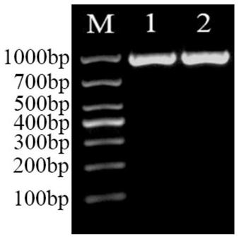 Overexpression of uridine diphosphate glucose pyrophosphorylase gene and its recombinant Lactobacillus acidophilus construction method