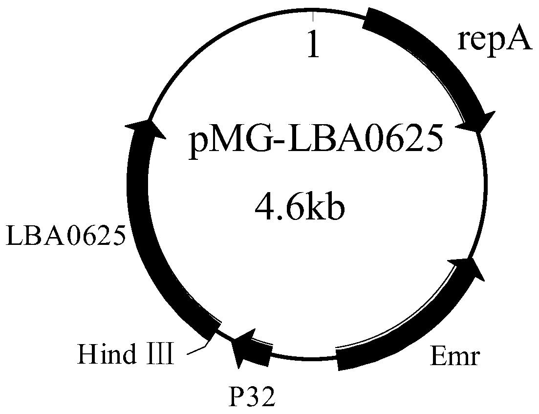 Overexpression of uridine diphosphate glucose pyrophosphorylase gene and its recombinant Lactobacillus acidophilus construction method