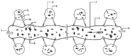 Method for simulated ecological breeding and healthy efficient aquaculture of channa asiatica