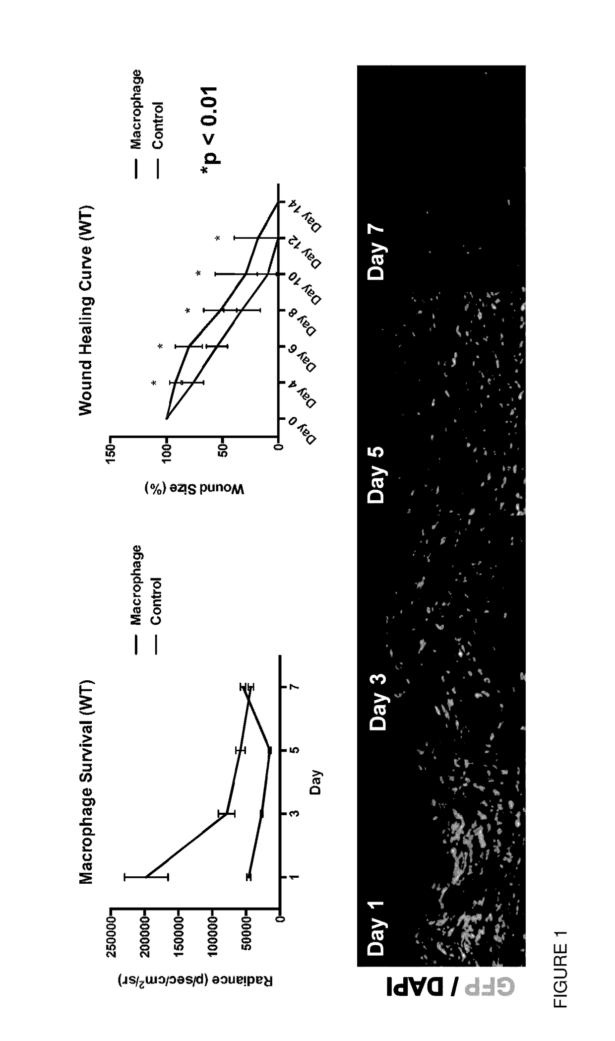 Macrophage or monocyte enhanced wound healing