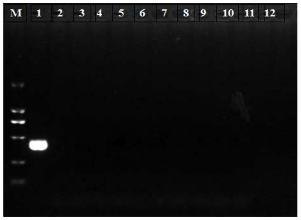 A black fungus strain-specific molecular marker primer, kit and application thereof