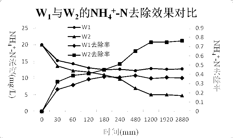 Method for improving ammonia nitrogen removal in constructed wetland by utilizing wetland harvesting plant