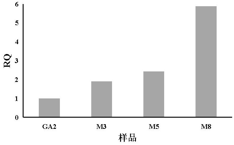 Glucoamylase mutant m5 with increased secreted expression and its gene and application