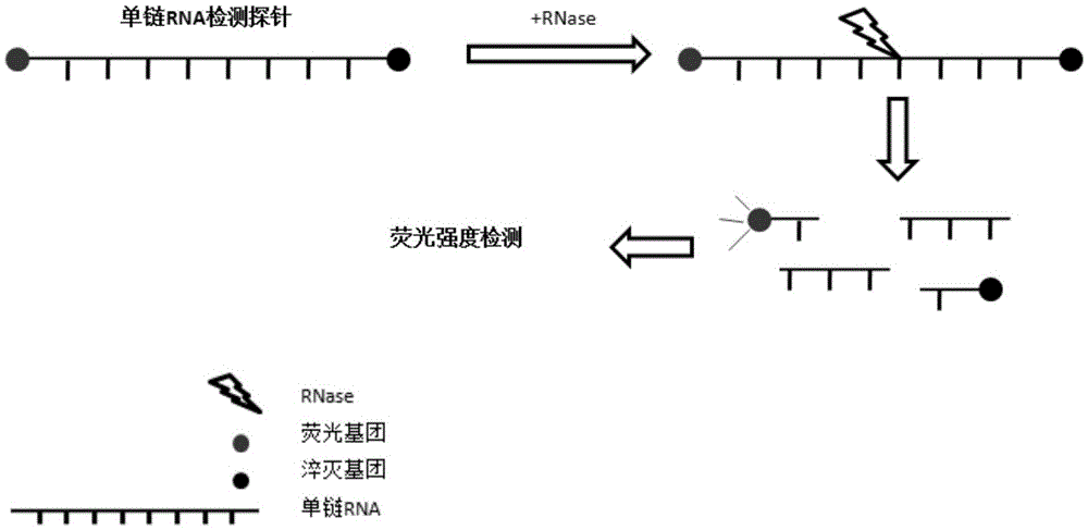 Method and kit for detecting ribonuclease