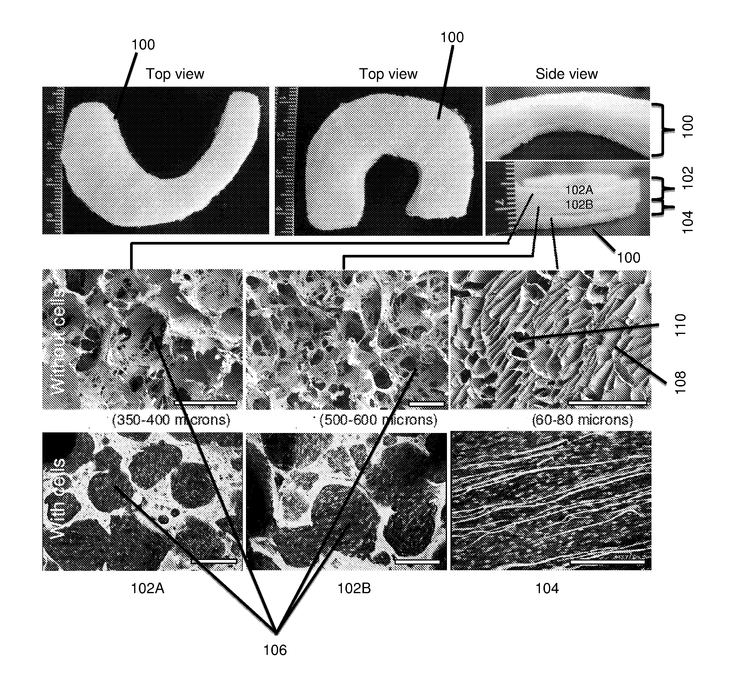 Multilayered silk scaffolds for meniscus tissue engineering