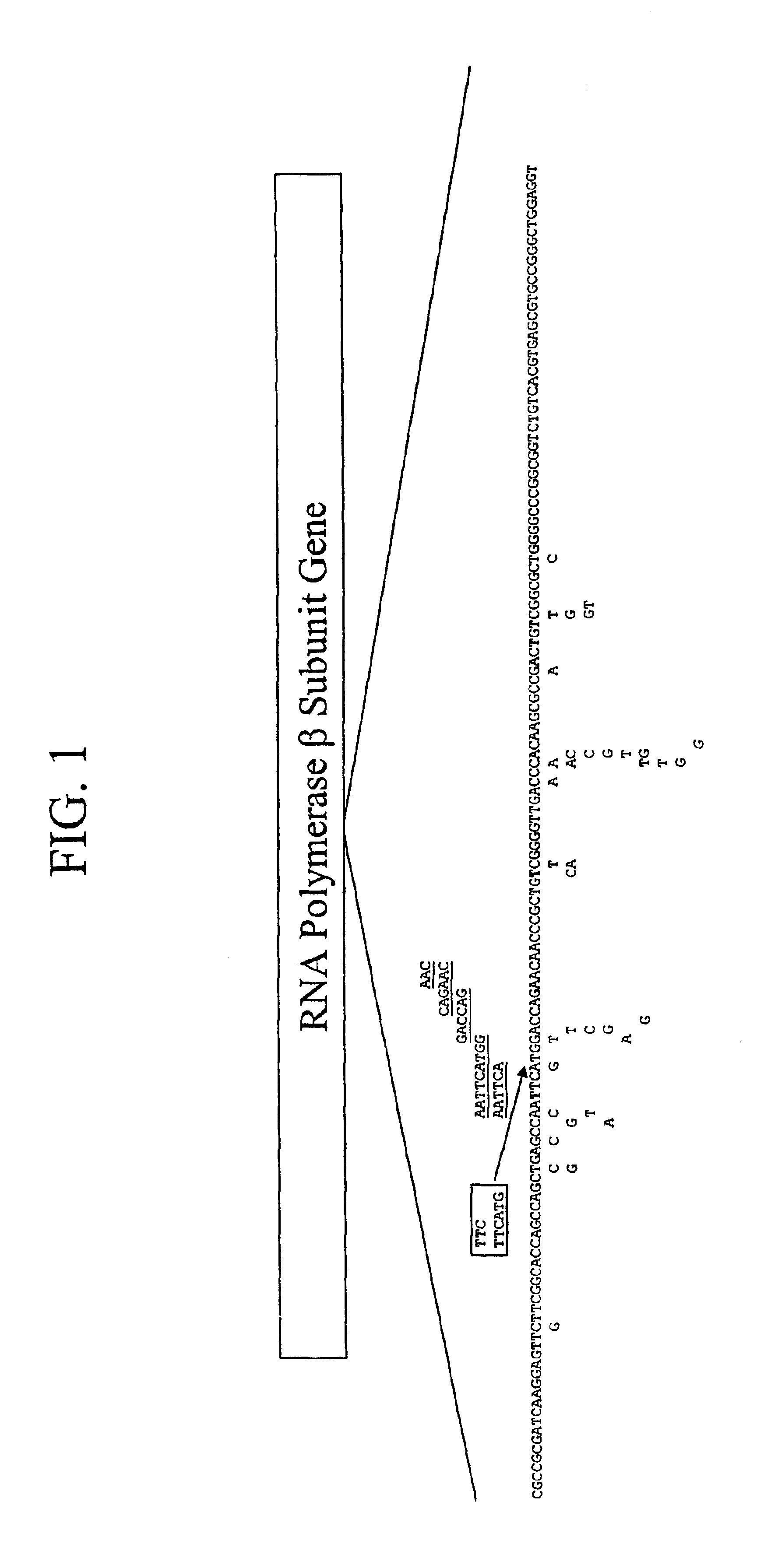 Mutation detection on RNA polmerase beta subunit gene having rifampin resistance