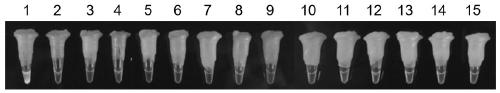 LAMP detection primer sets for wheat take-all gaeumannomyces graminis and method utilizing the same