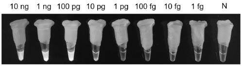 LAMP detection primer sets for wheat take-all gaeumannomyces graminis and method utilizing the same