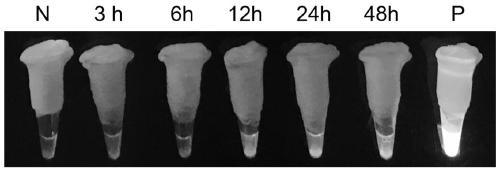 LAMP detection primer sets for wheat take-all gaeumannomyces graminis and method utilizing the same