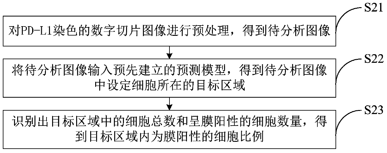 Automatic slice reading method and automatic slice reading system for PD-L1 antibody staining slices