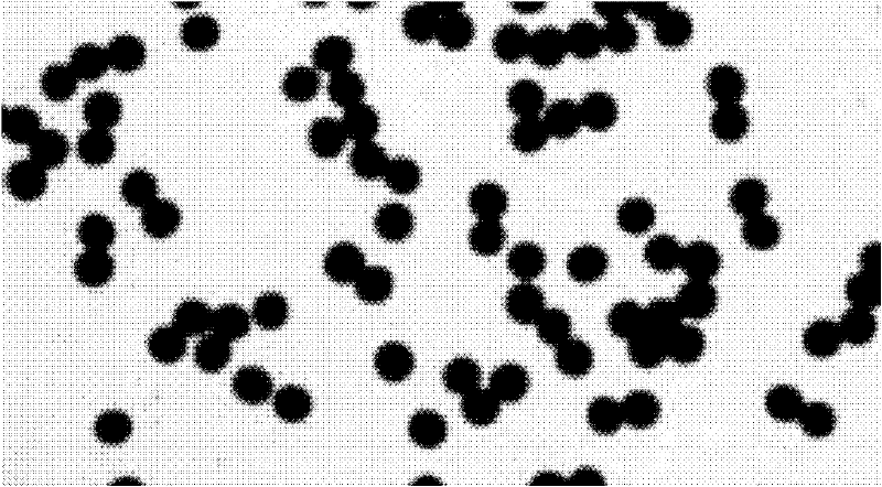 Preparation method of macroporous cross-linked sodium alginate gel beads