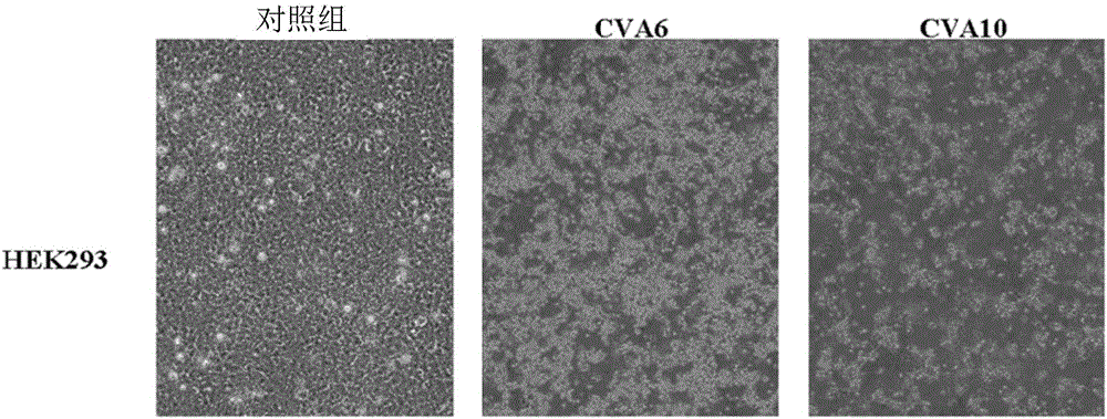 Viral particles as immunogens against enterovirus infection and production thereof