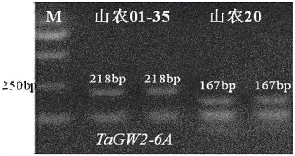 Multi-locus molecular marker-assisted selection method combined with the whole process of conventional wheat breeding