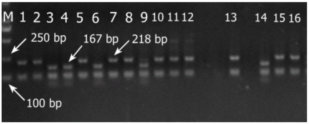 Multi-locus molecular marker-assisted selection method combined with the whole process of conventional wheat breeding