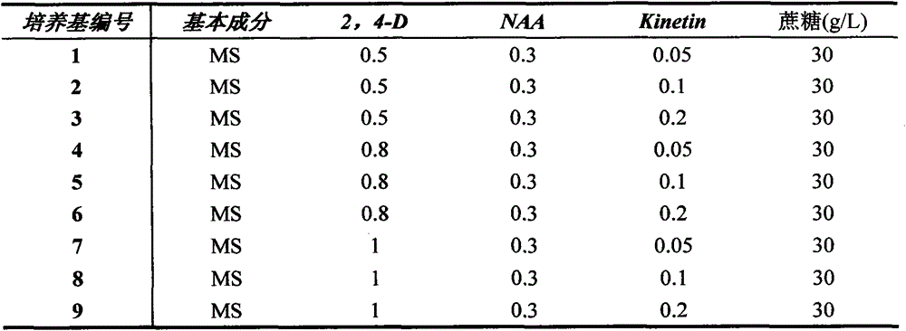 Establishment of the tissue culture system of Populus ash