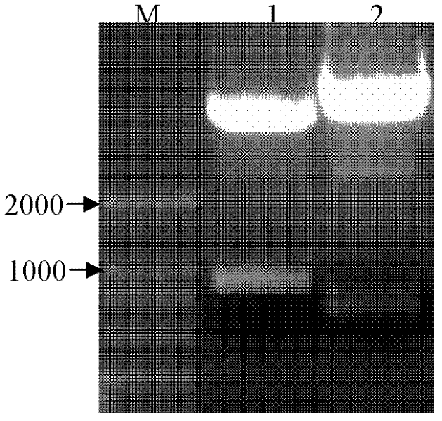 Sea island cotton receptor albuminoid kinase gene promoter and application thereof