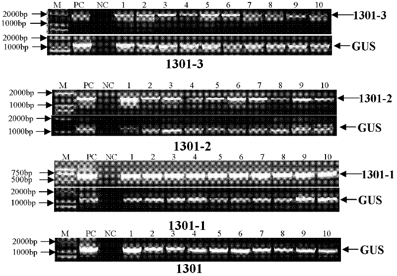 Sea island cotton receptor albuminoid kinase gene promoter and application thereof