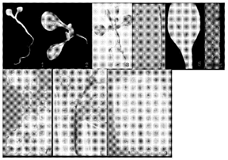 Sea island cotton receptor albuminoid kinase gene promoter and application thereof