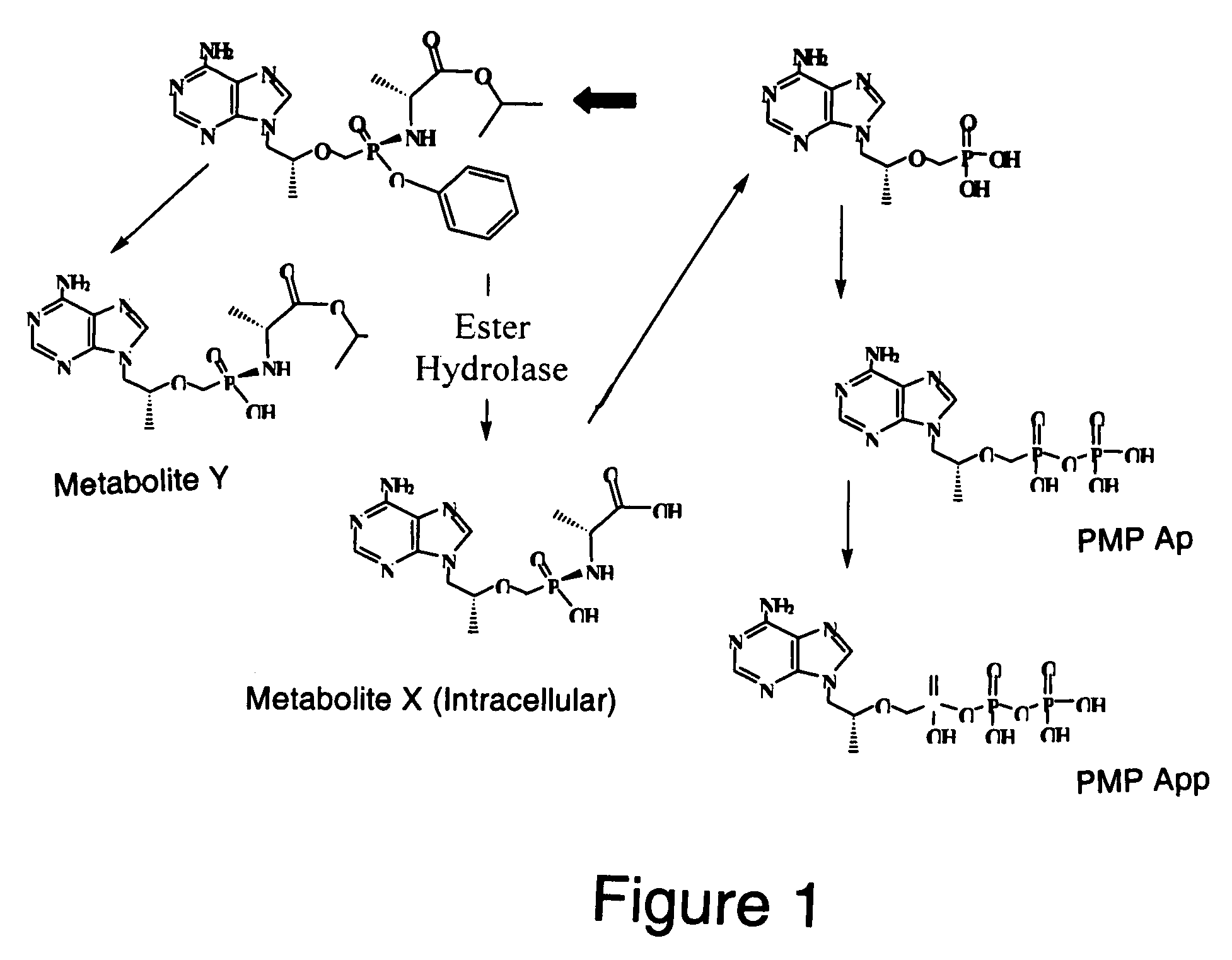 Methods and compositions for identifying therapeutic compounds with GS-9005 ester hydrolase B