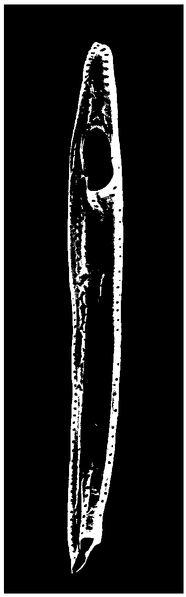 Method for identifying Akebia trifoliata confusable variety based on tubular molecule characteristics under SEM (scanning electron microscopy)