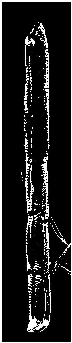 Method for identifying Akebia trifoliata confusable variety based on tubular molecule characteristics under SEM (scanning electron microscopy)