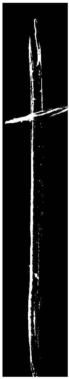 Method for identifying Akebia trifoliata confusable variety based on tubular molecule characteristics under SEM (scanning electron microscopy)