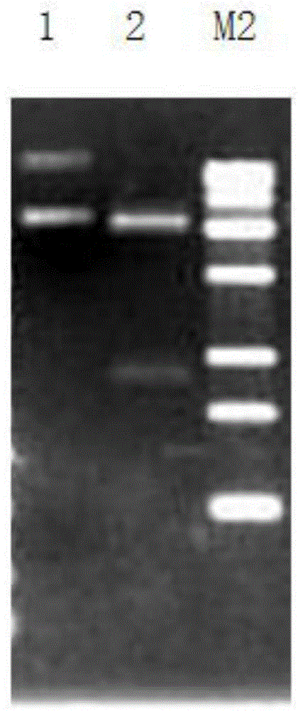 Mutated arginine deiminase as well as preparation method and application thereof