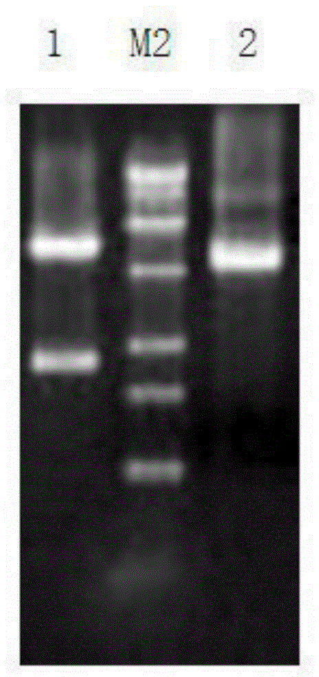 Mutated arginine deiminase as well as preparation method and application thereof