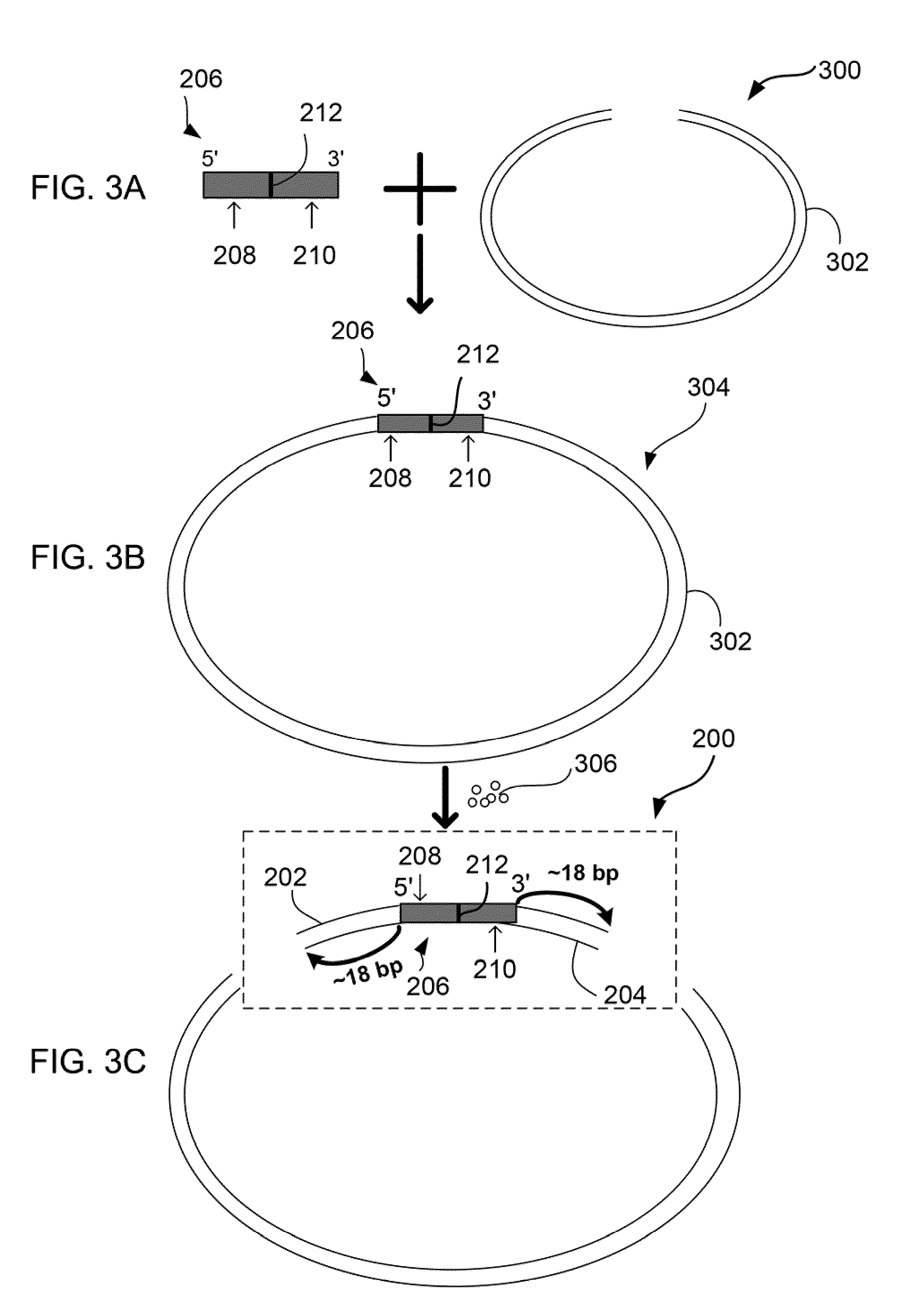 MULTIPLEX BARCODED PAIRED-END DITAG (mbPED) LIBRARY CONSTRUCTION FOR ULTRA HIGH THROUGHPUT SEQUENCING