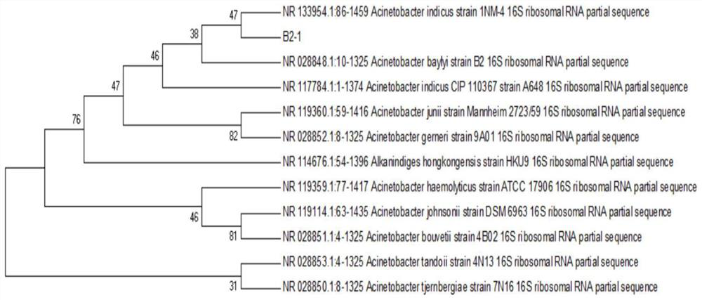 Heterotrophic nitrification-aerobic denitrification bacterium and application thereof