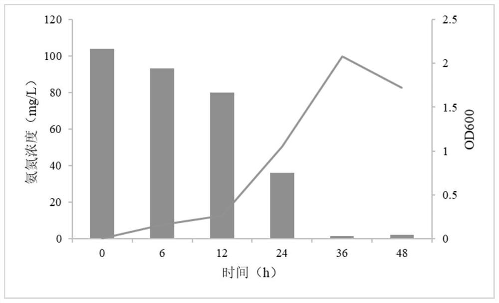 Heterotrophic nitrification-aerobic denitrification bacterium and application thereof