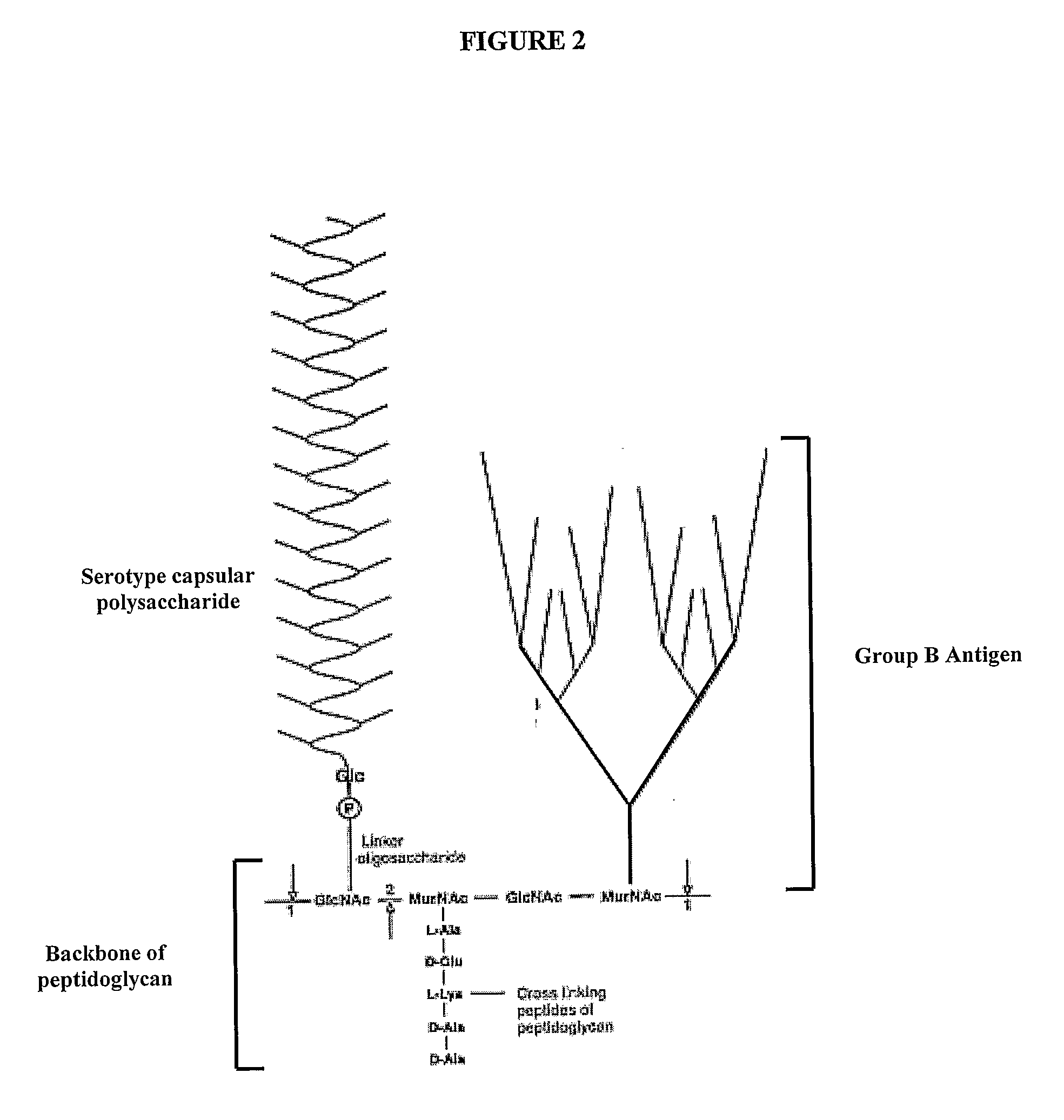 Fermentation processes for cultivating streptococci and purification processes for obtaining cps therefrom