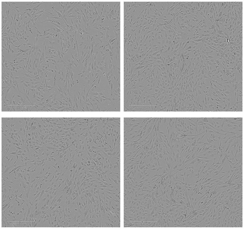 Composition, culture medium supplement, stem cell culture medium and stem cell culture method